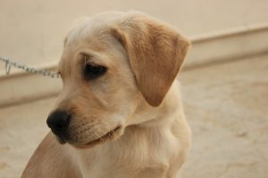 Blonde Labrador pup - LabradorTips
