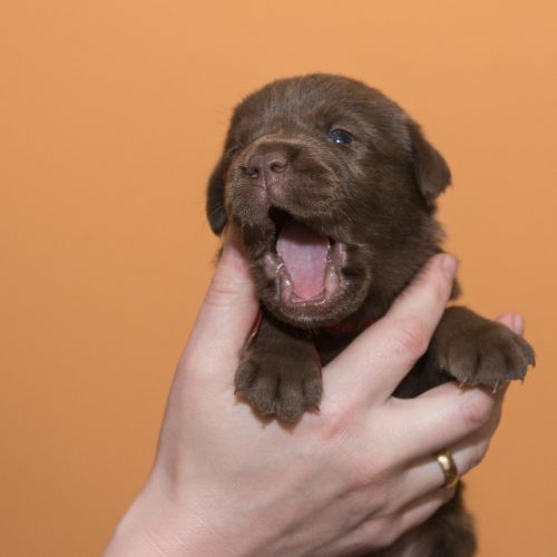 Bruine Labrador pup in handen